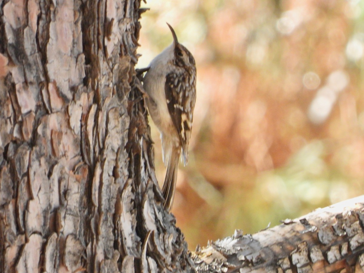 Brown Creeper - ML632559934