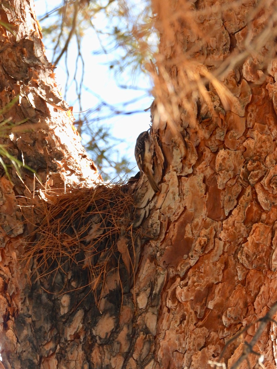 Brown Creeper - ML632559935