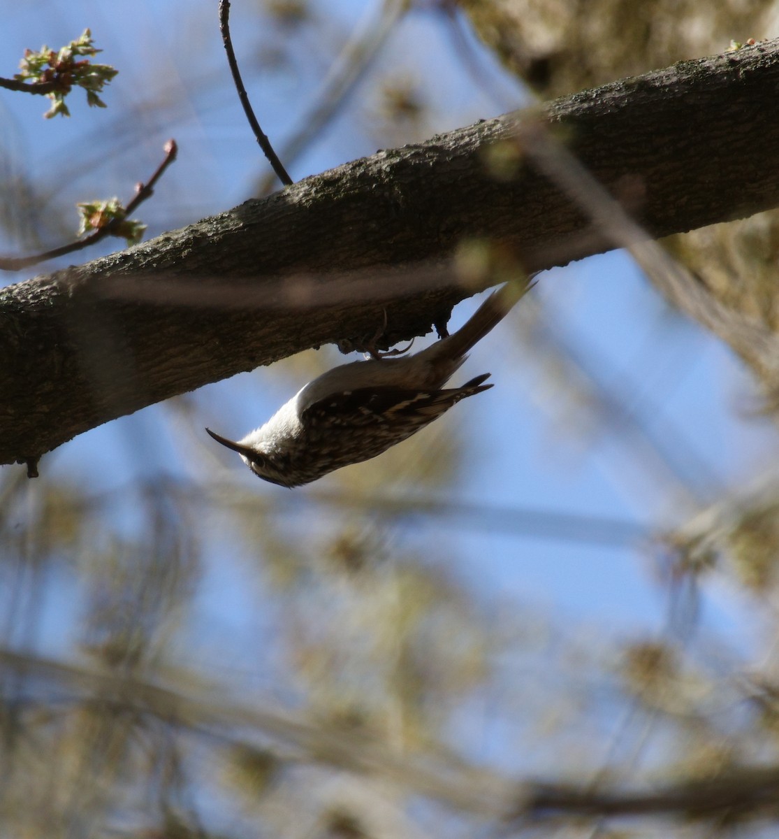 Amerikabaumläufer - ML632559967