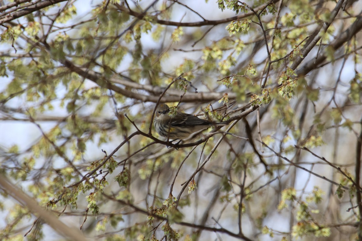 Kronenwaldsänger (coronata) - ML632559970