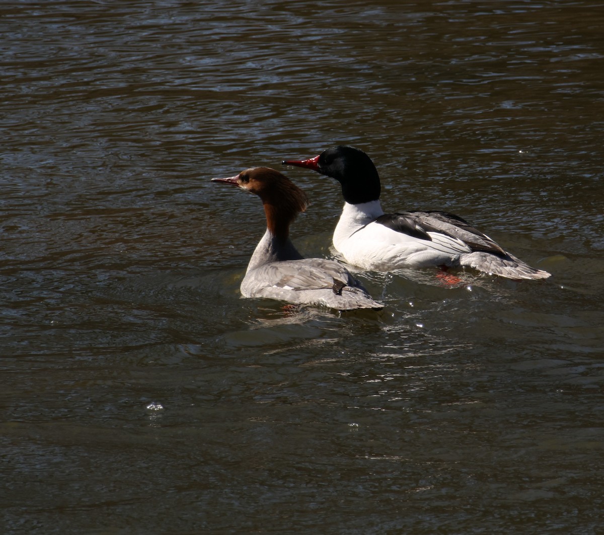 Gänsesäger - ML632559989