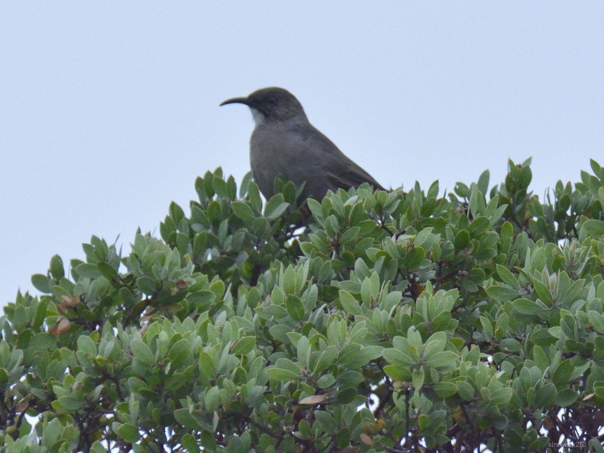 アカハラツグミモドキ - ML632560346