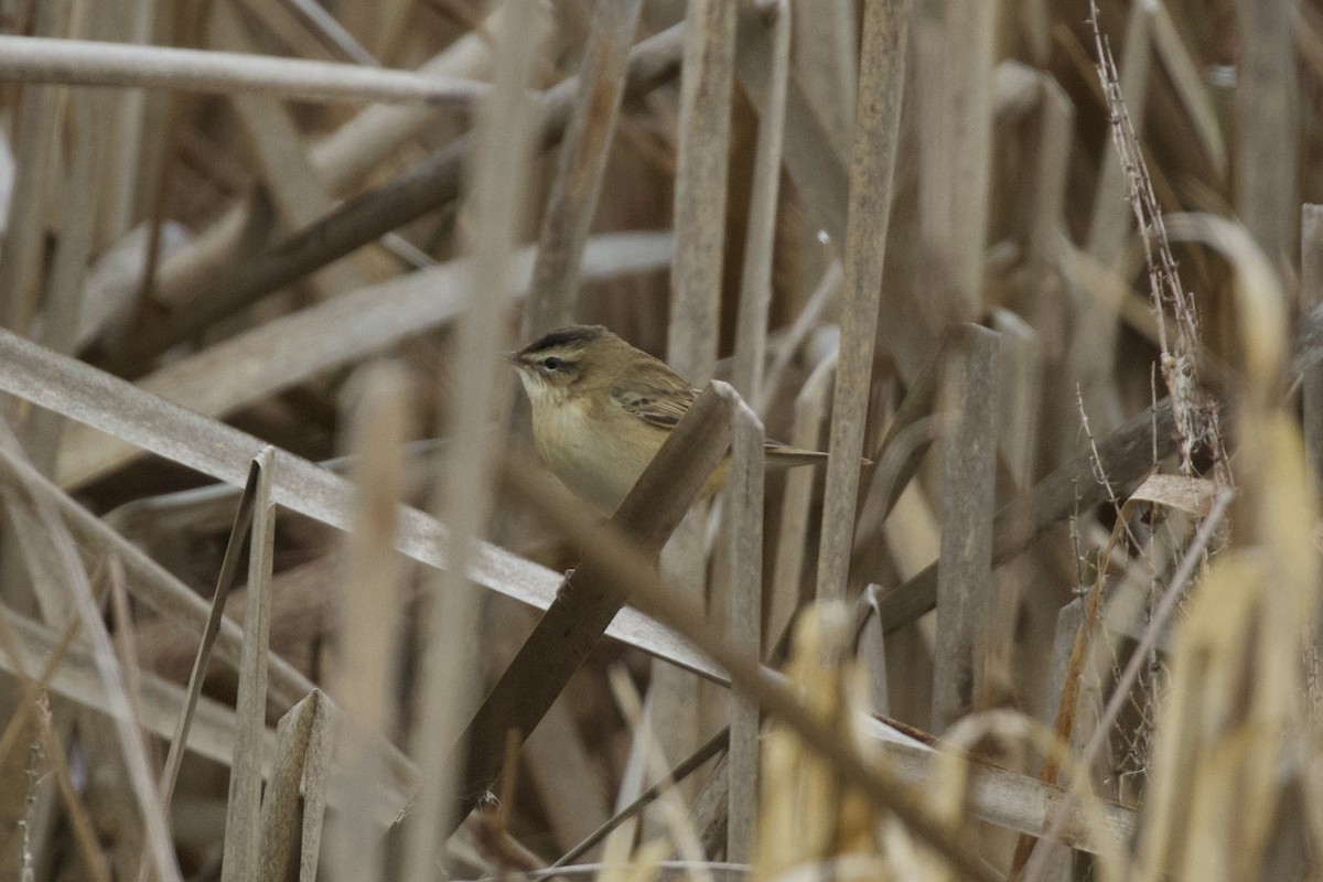 Sedge Warbler - ML632560525