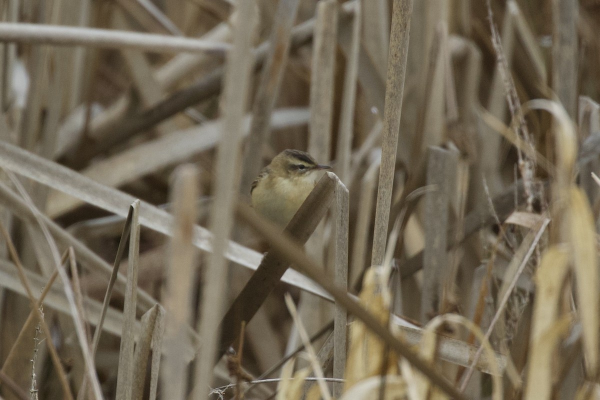 Sedge Warbler - ML632560526