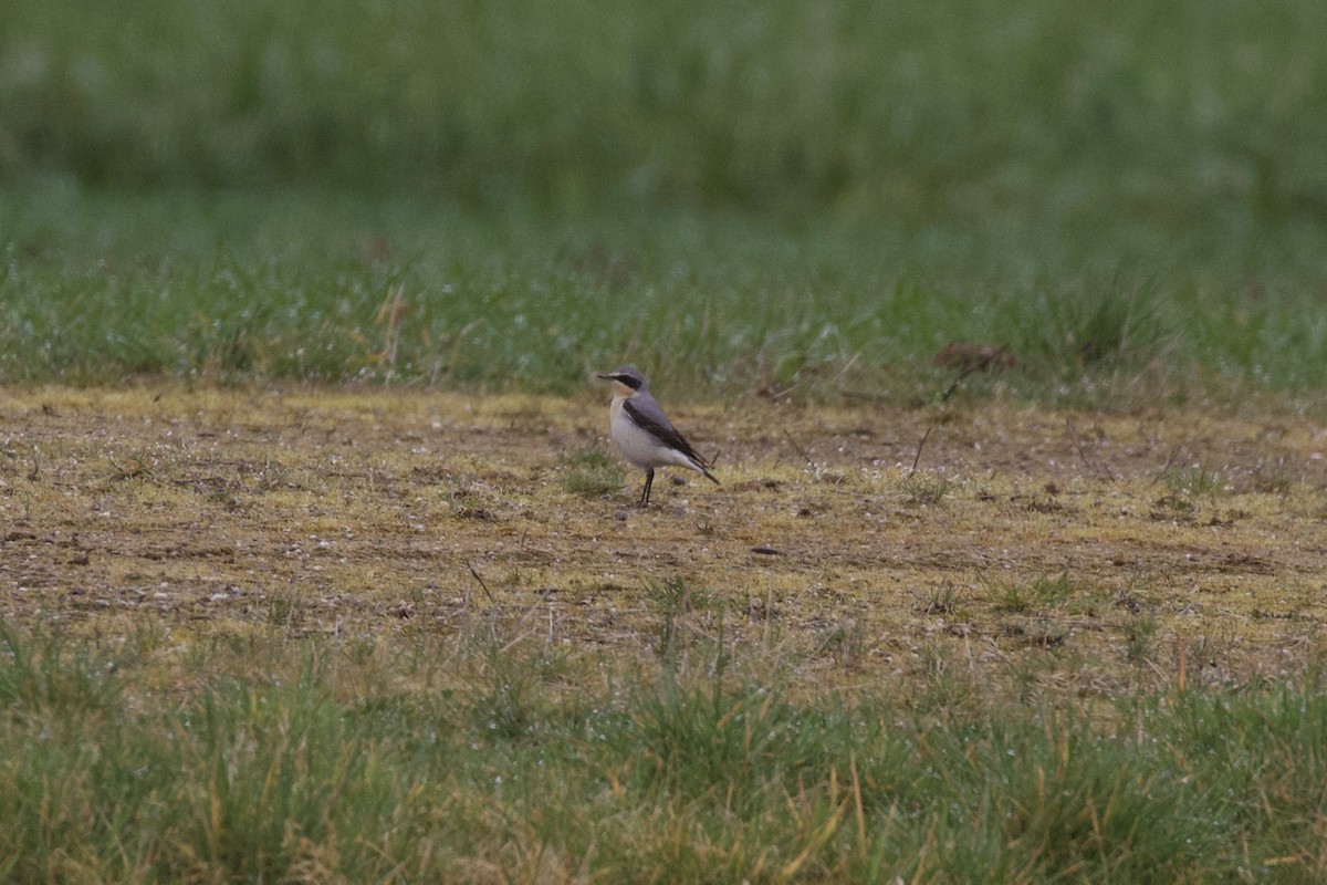 Northern Wheatear - ML632560539