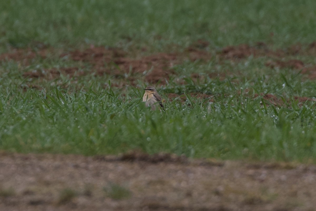 Northern Wheatear - ML632560540