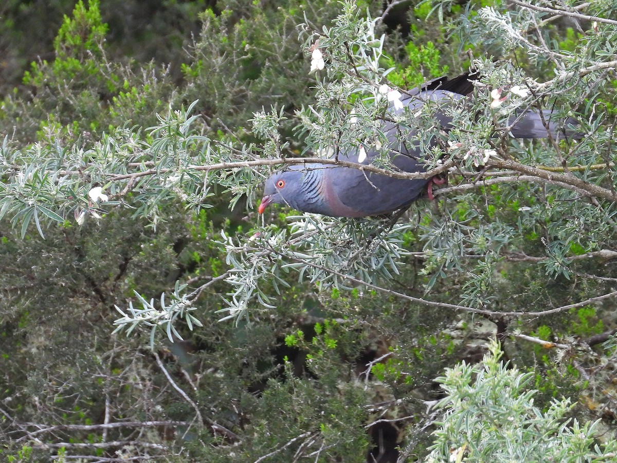 Bolle's Pigeon - ML632560543
