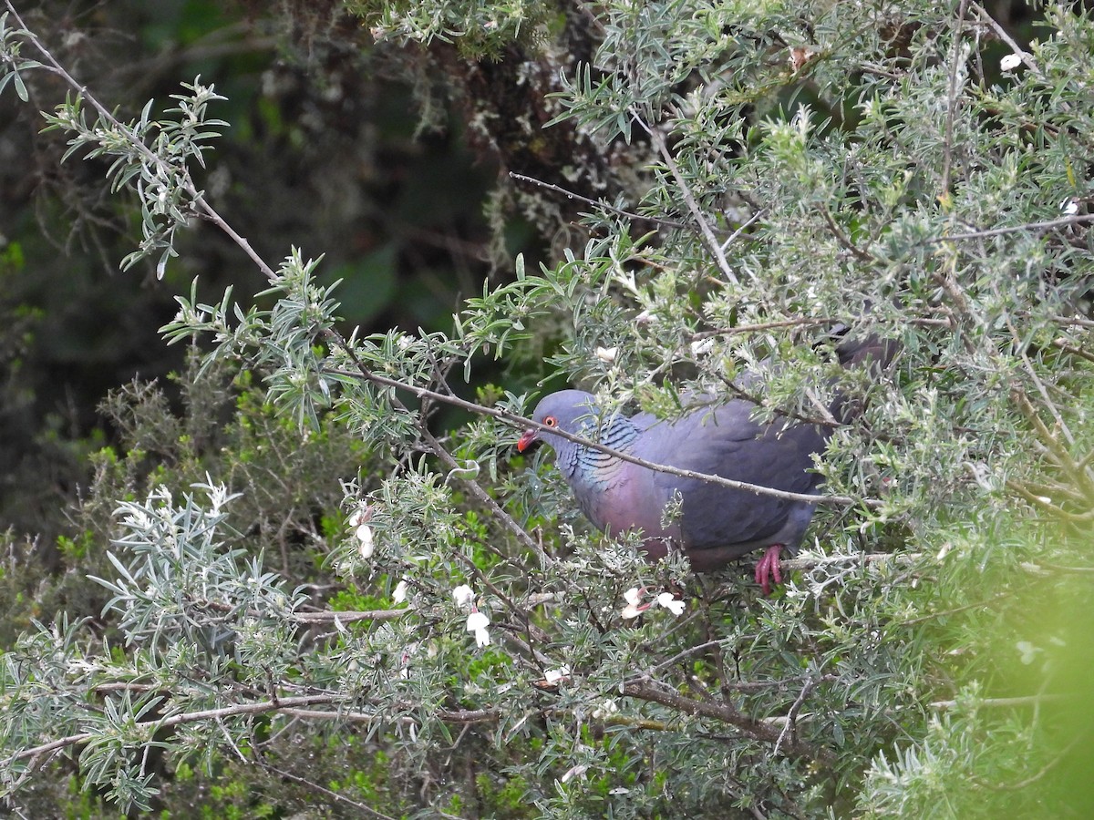 Bolle's Pigeon - ML632560544