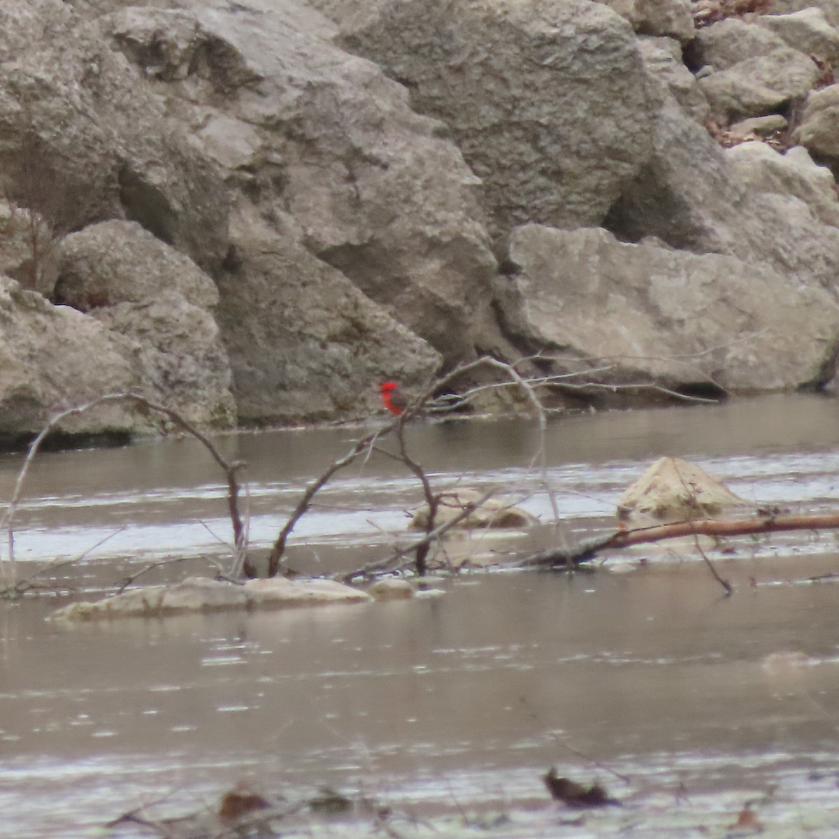 Vermilion Flycatcher - ML632560553