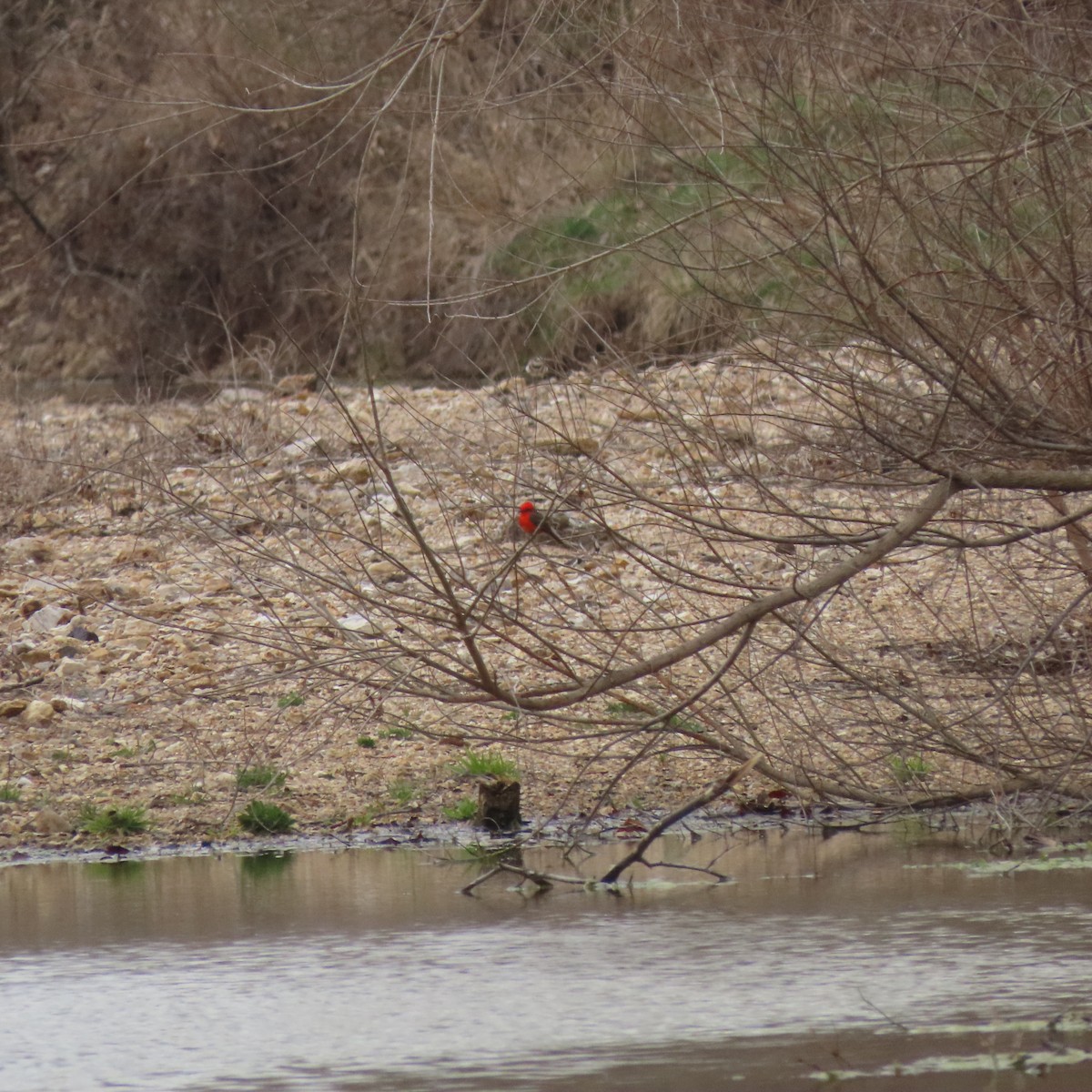 Vermilion Flycatcher - ML632560554