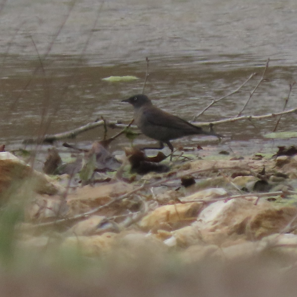 Rusty Blackbird - ML632560568