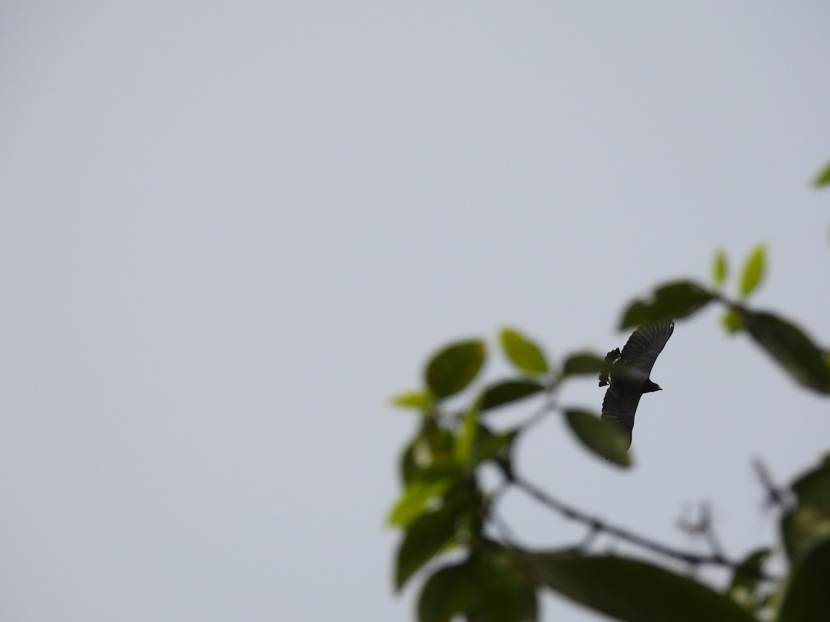 Barred Hawk - ML632560627