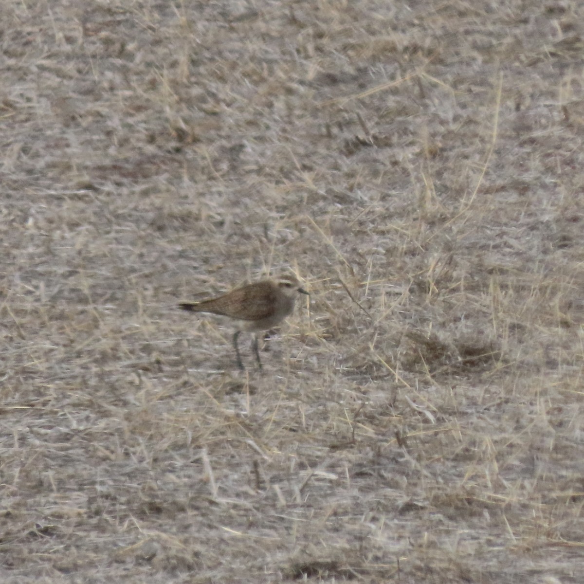 kulík hnědokřídlý - ML632560654