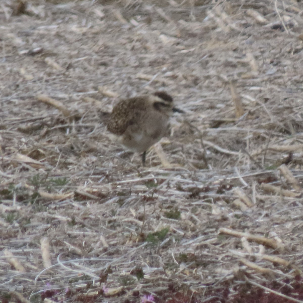 kulík hnědokřídlý - ML632560655