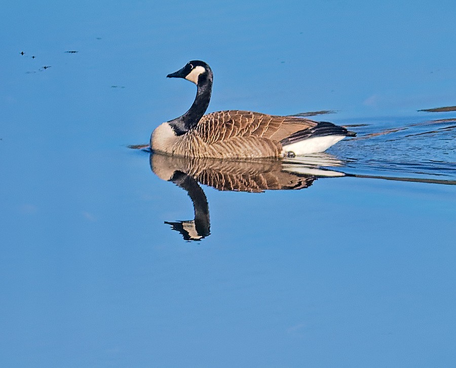 Canada Goose - ML632560664