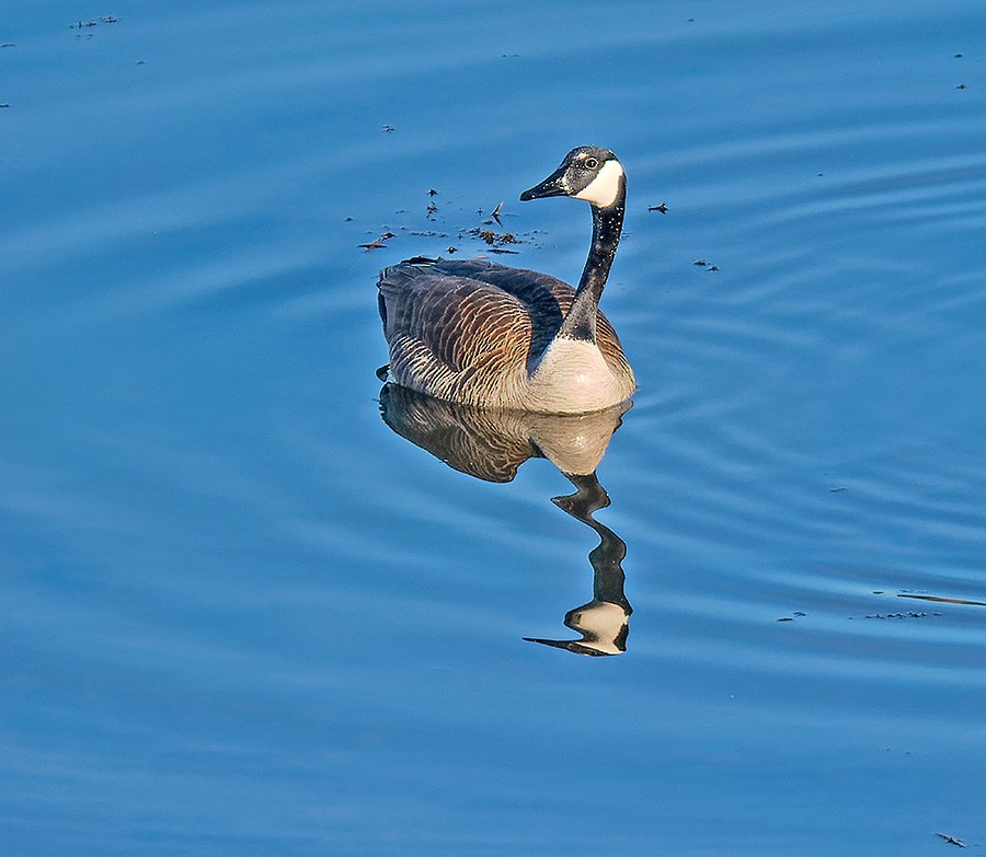 Canada Goose - ML632560665
