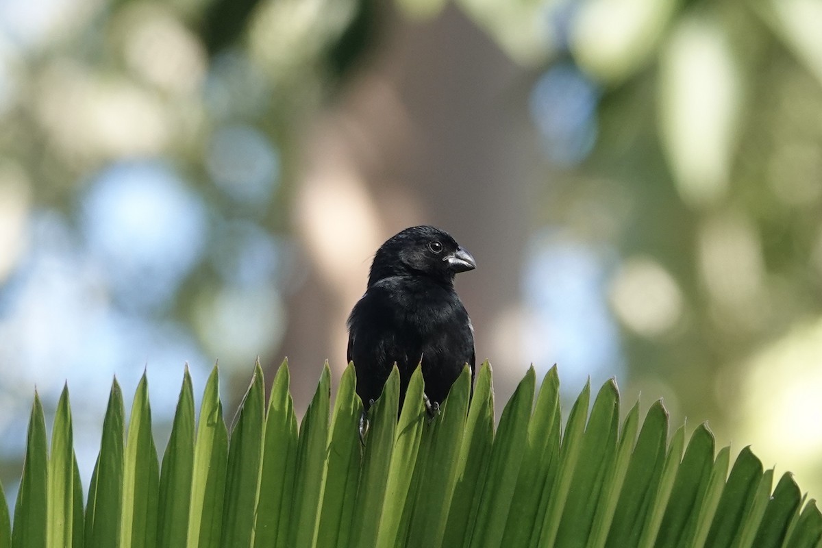 Variable Seedeater - ML632560673