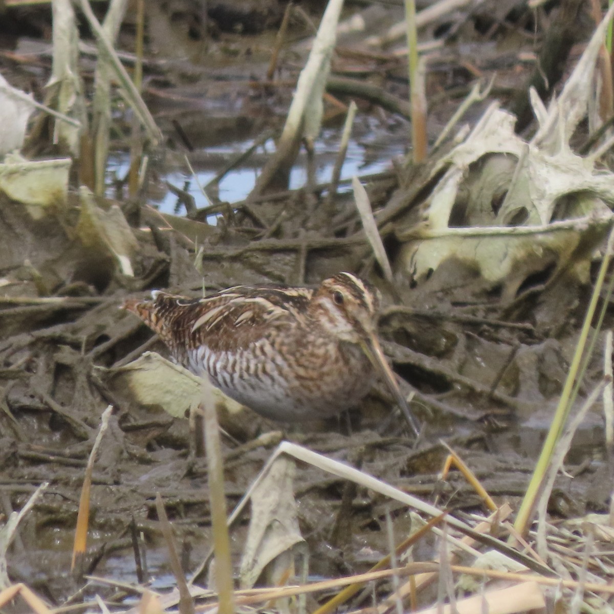 bekasina severoamerická - ML632560684