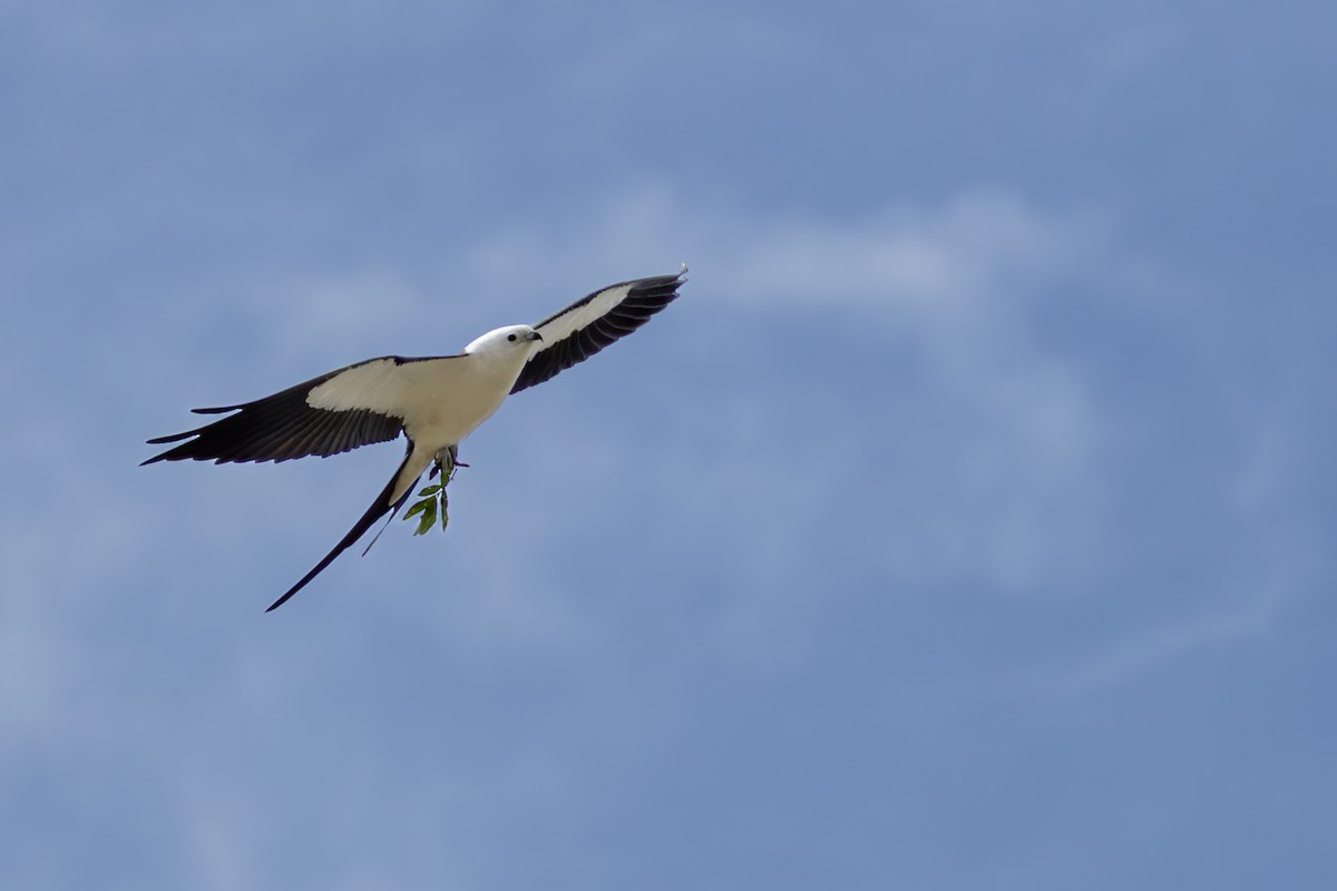 Swallow-tailed Kite - ML632560686