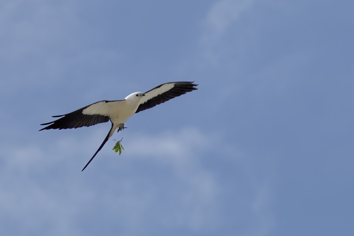 Swallow-tailed Kite - ML632560687