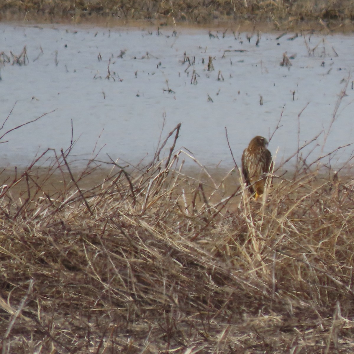 moták severoamerický - ML632560702