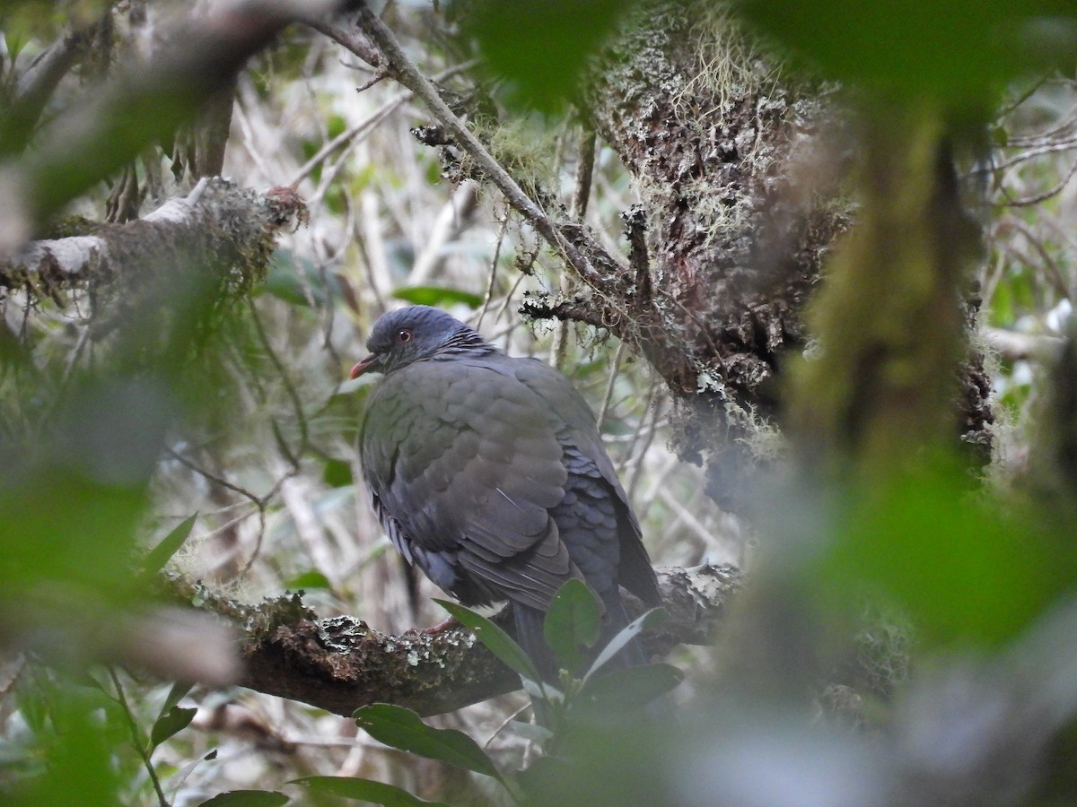 Bolle's Pigeon - ML632560719