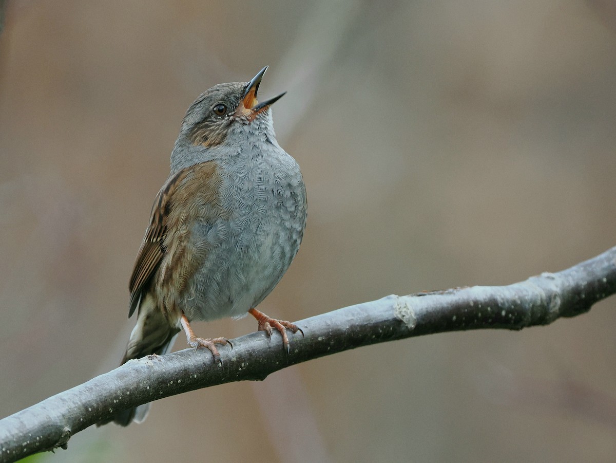 Dunnock - ML632560909