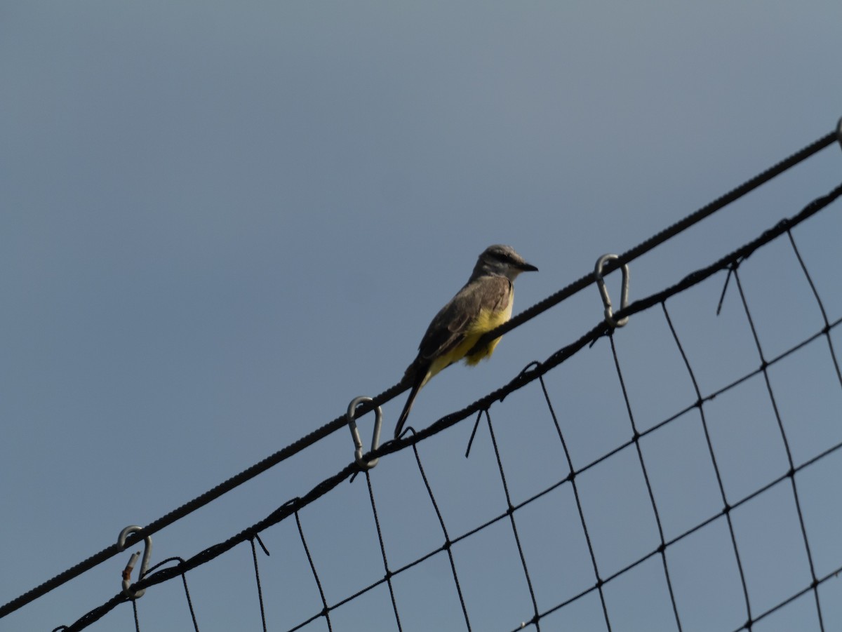 Western Kingbird - ML632561096