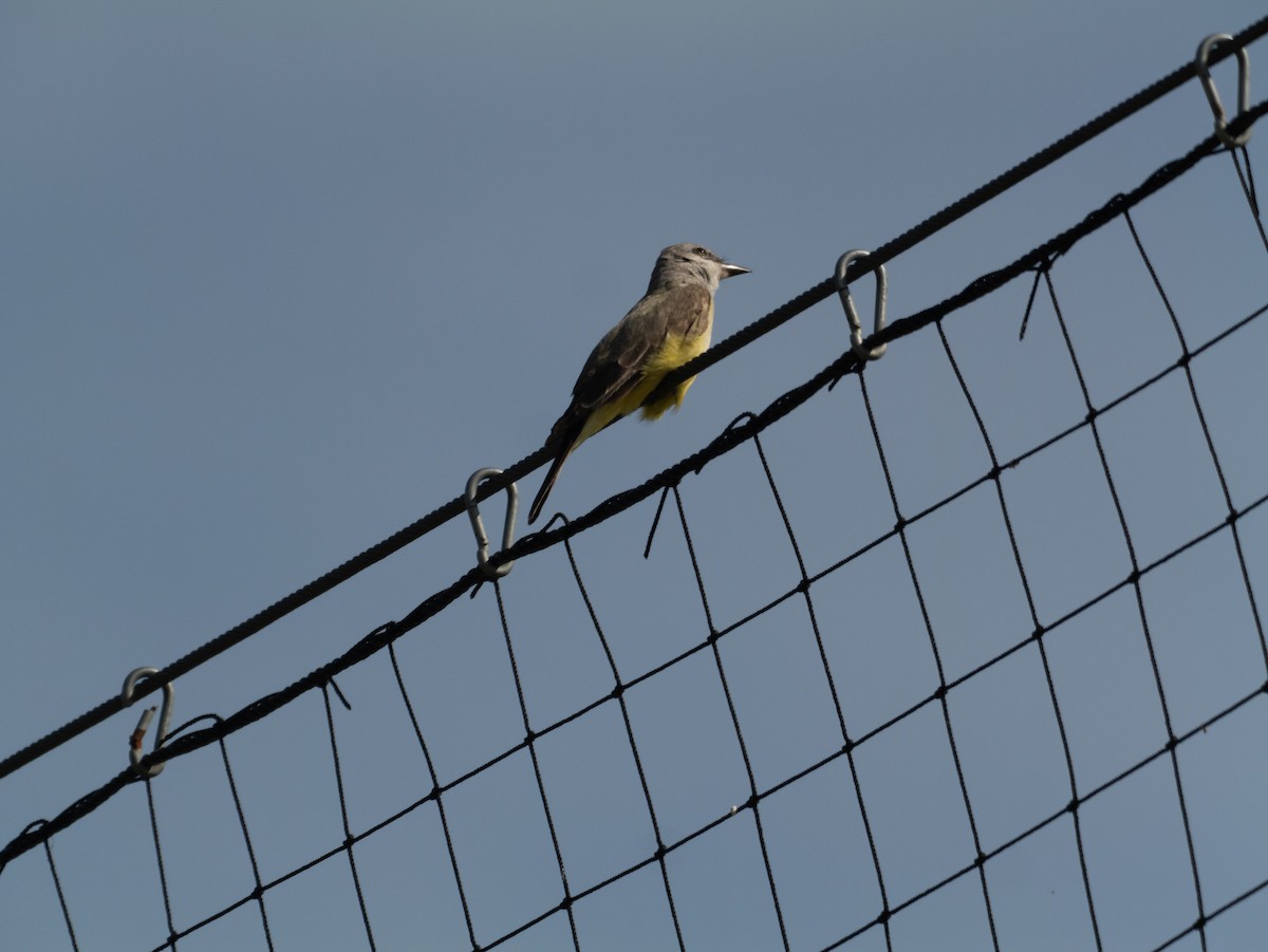 Western Kingbird - ML632561097