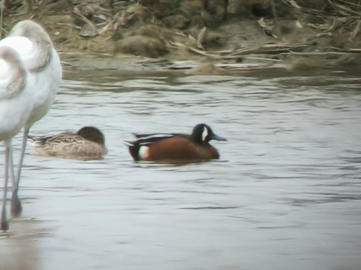 Cinnamon Teal x Northern Shoveler (hybrid) - ML632561116