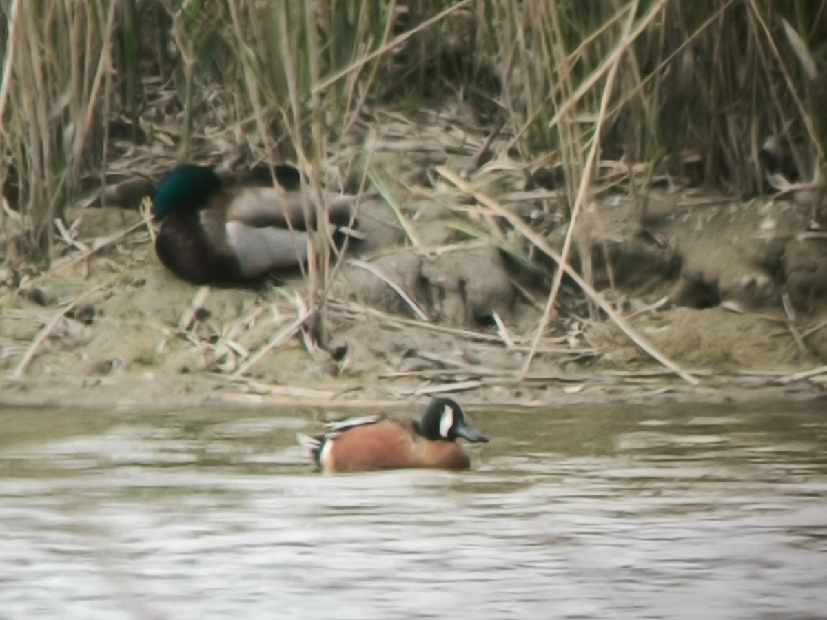Cinnamon Teal x Northern Shoveler (hybrid) - ML632561117