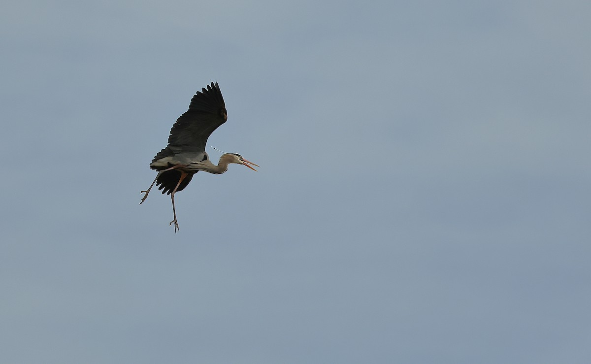 Great Blue Heron - ML632561262