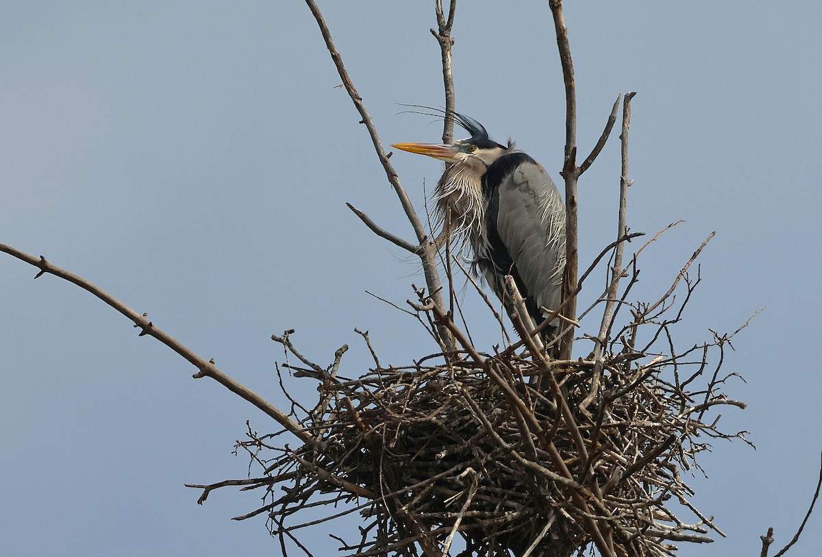 Great Blue Heron - ML632561269