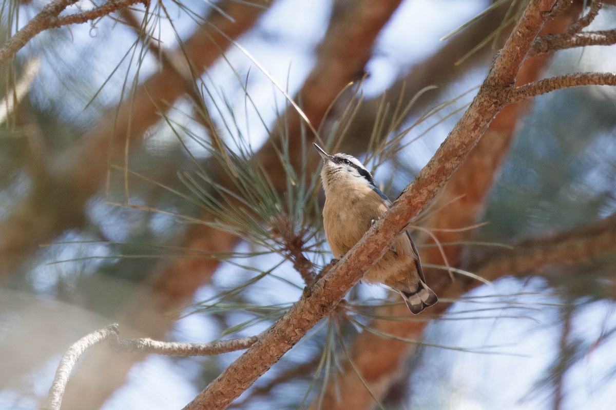 Red-breasted Nuthatch - ML632561293