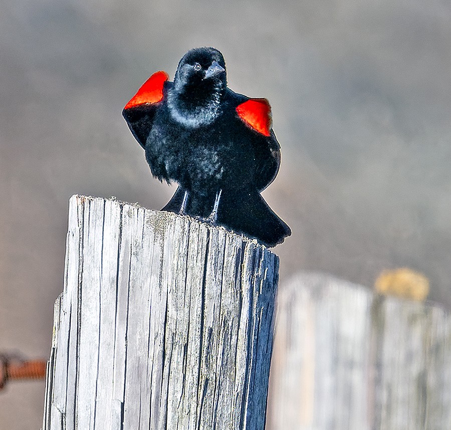 Red-winged Blackbird - ML632561457