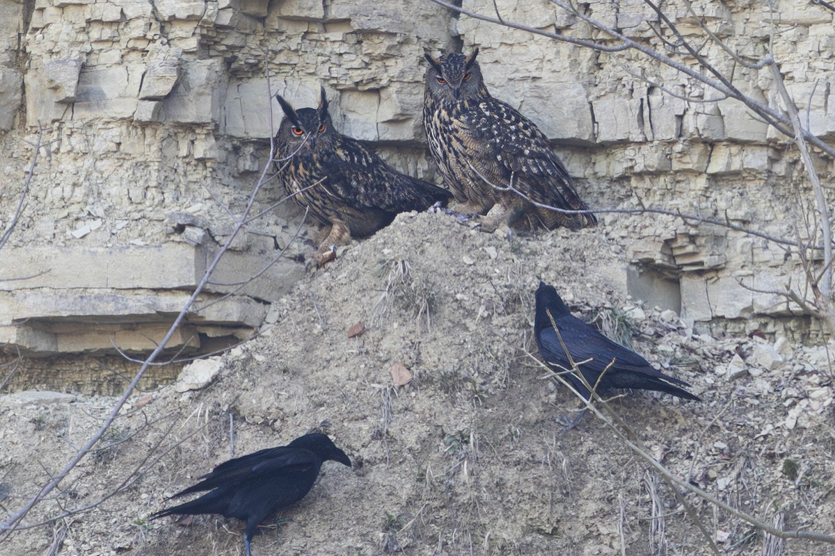 Eurasian Eagle-Owl - ML632561720