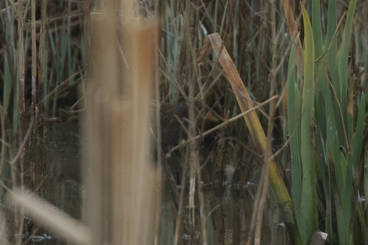 Spotted Crake - ML632561942