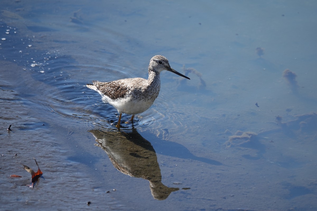 Greater Yellowlegs - ML632562134