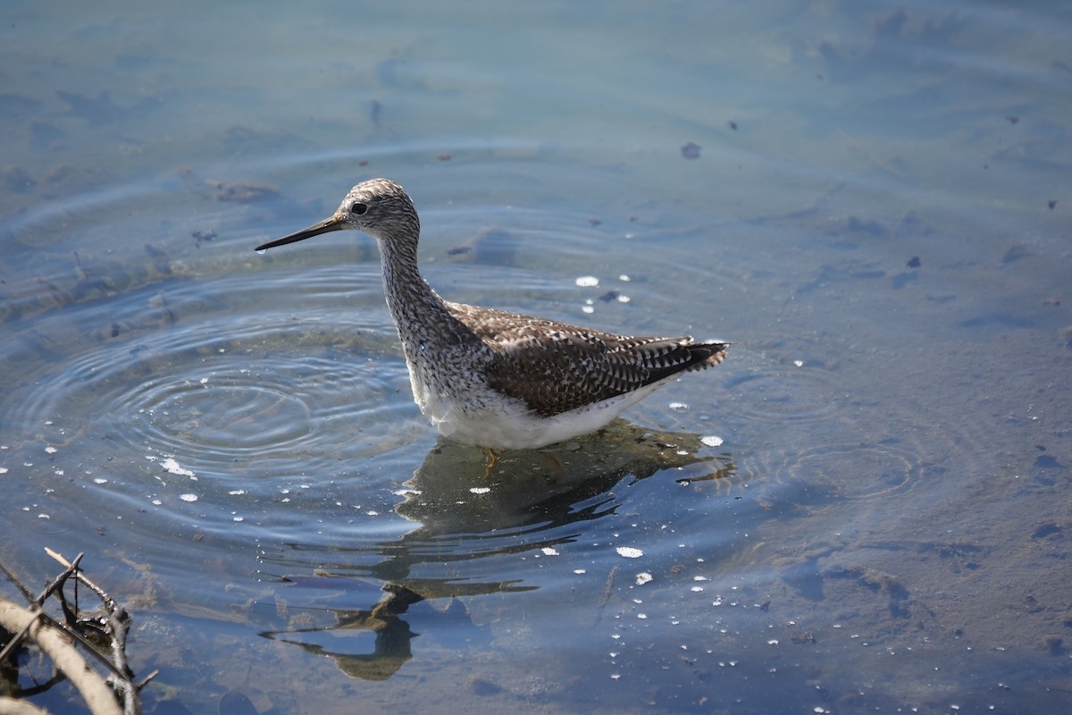 Greater Yellowlegs - ML632562135
