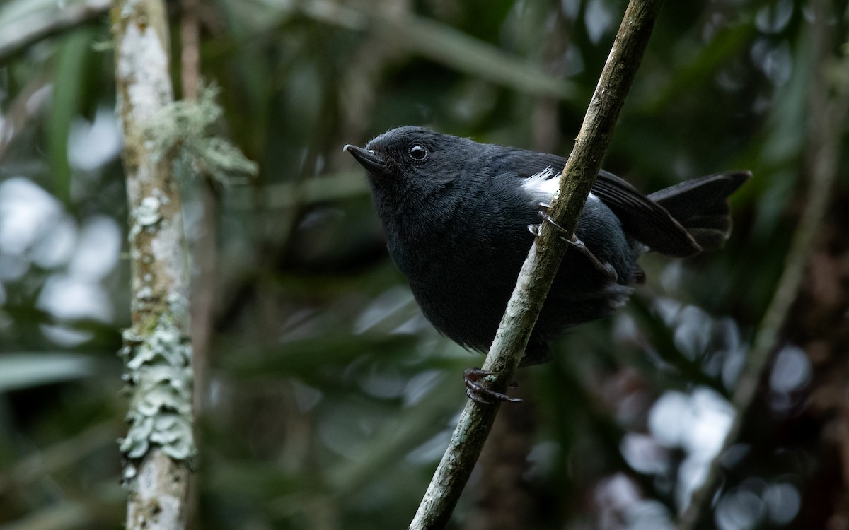 Pinchaflor Flanquiblanco - ML632562158