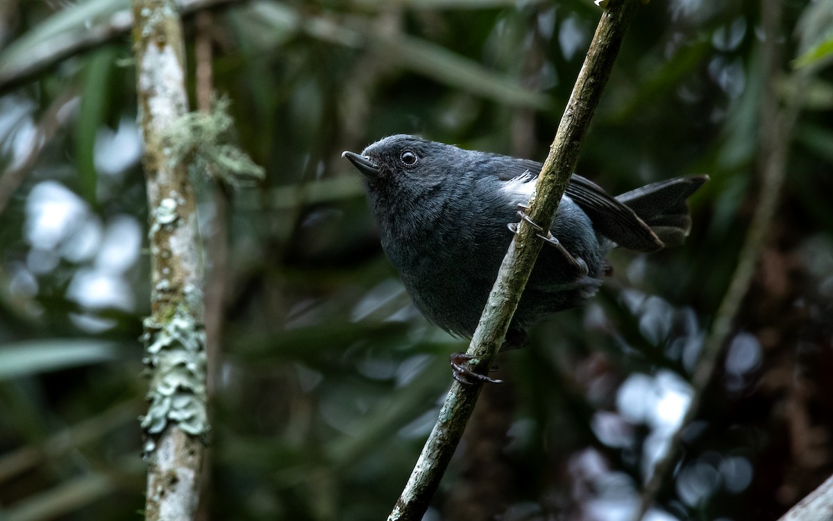 White-sided Flowerpiercer - ML632562159