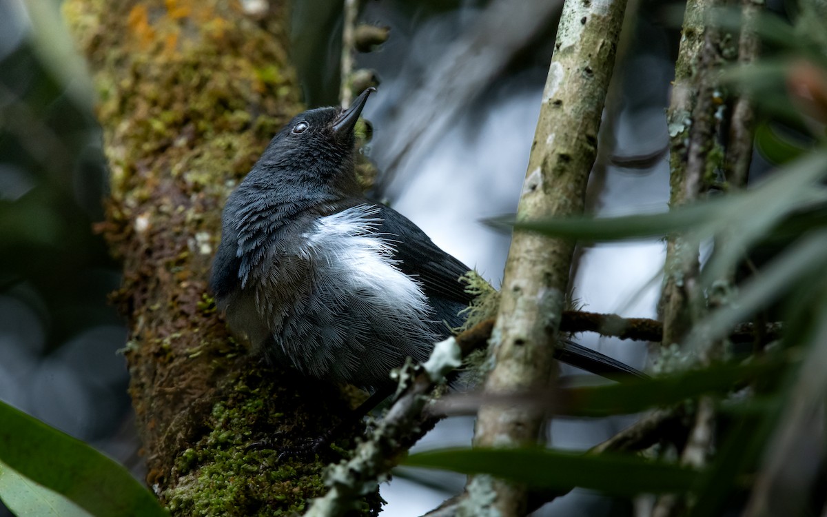 White-sided Flowerpiercer - ML632562160