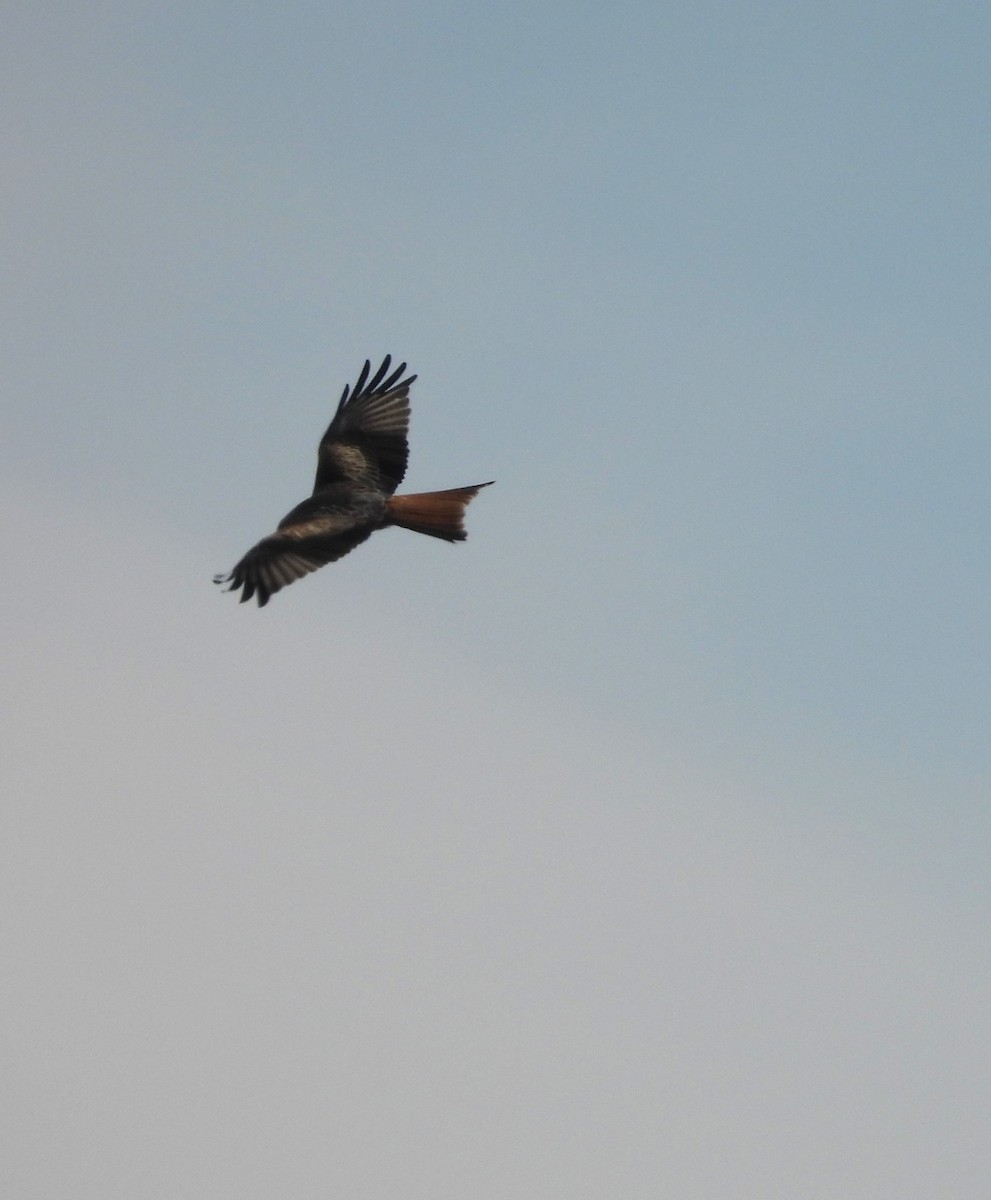 Red Kite - ML632562246