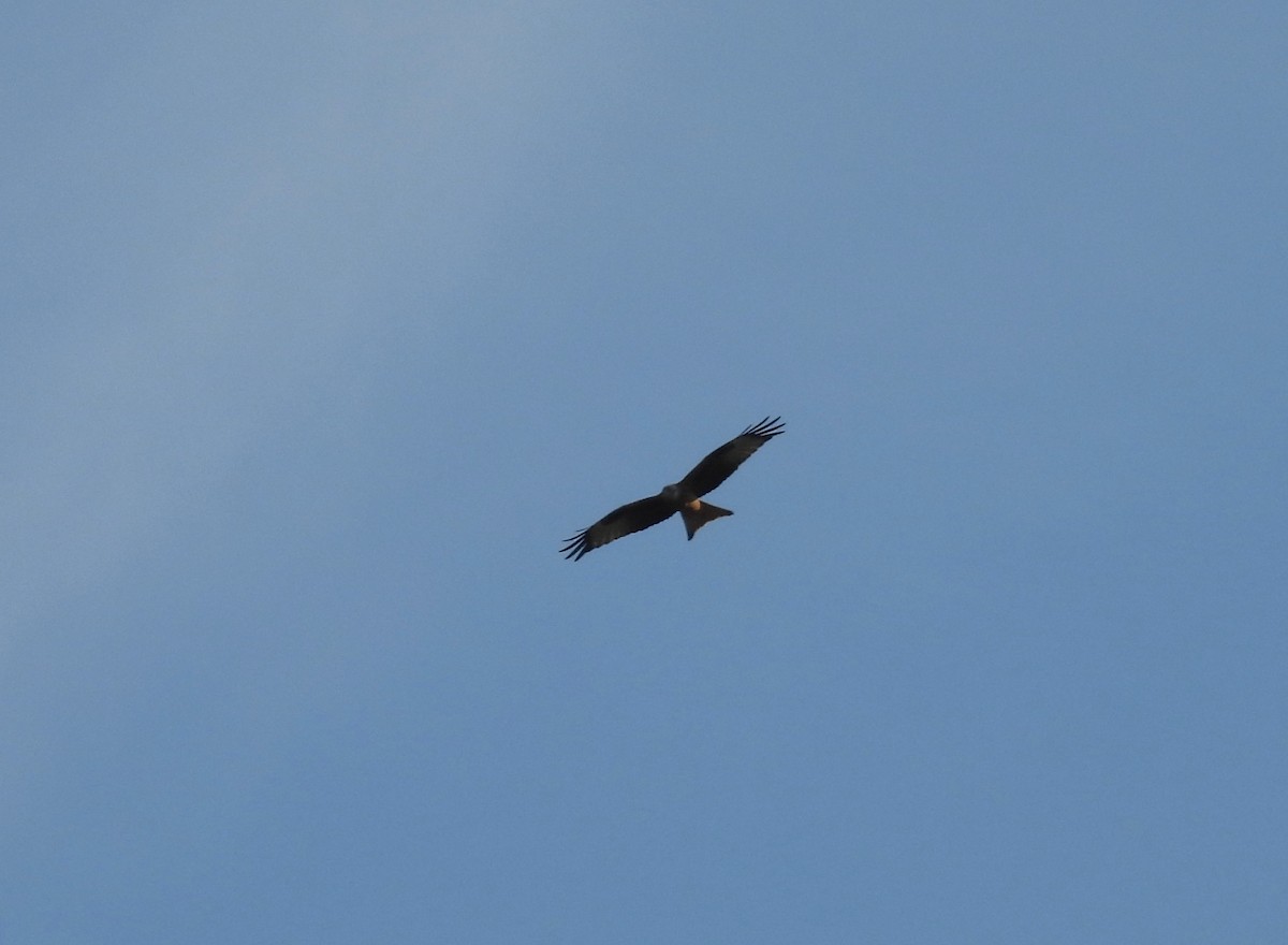 Red Kite - ML632562271