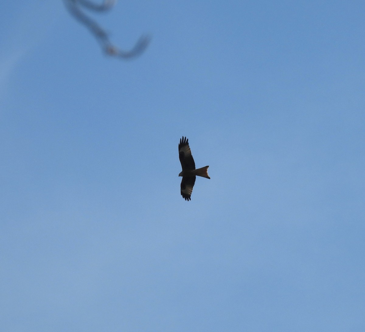 Red Kite - ML632562272