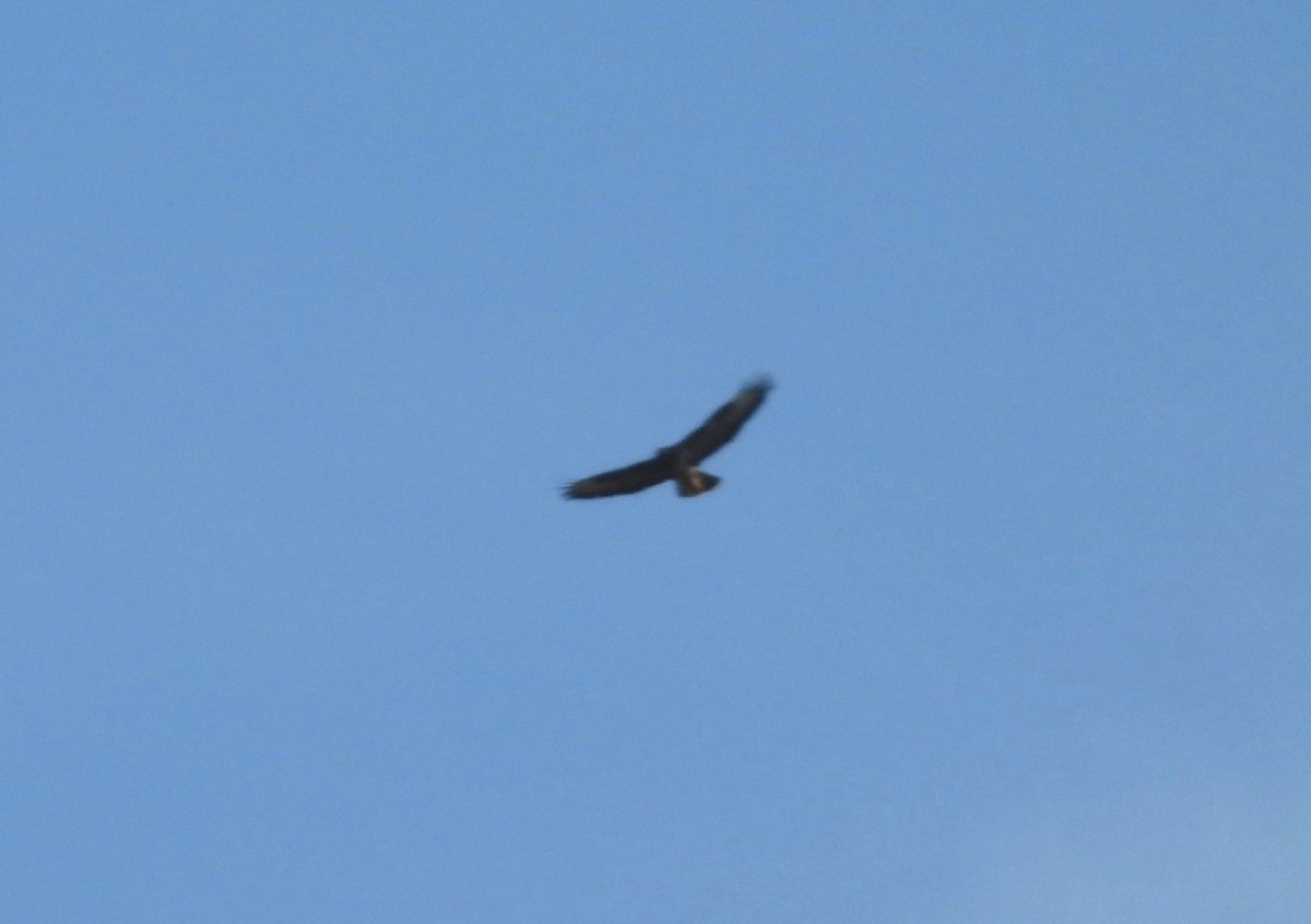 Common Buzzard - ML632562294