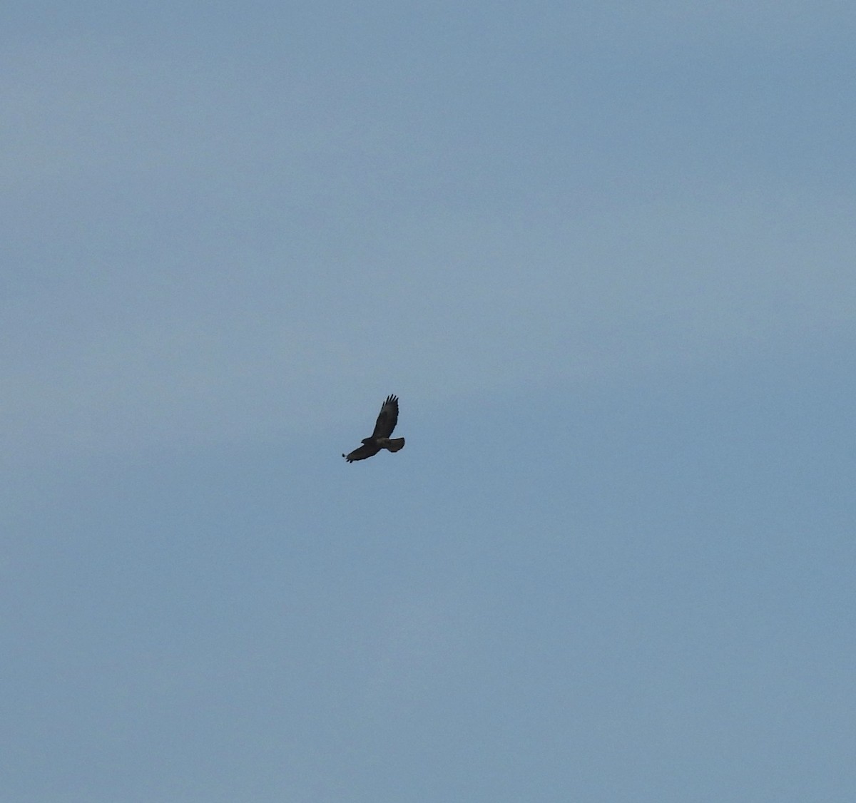Common Buzzard - ML632562301
