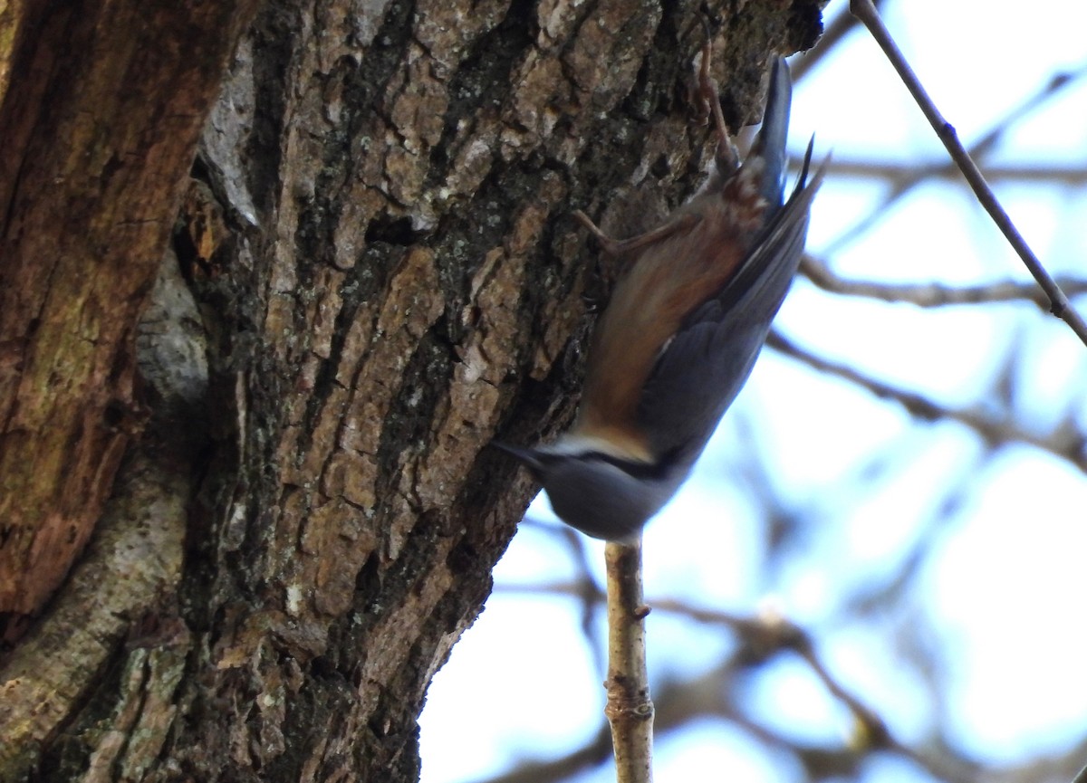 Eurasian Nuthatch - ML632562304