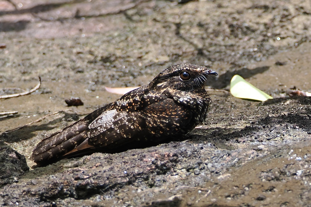 Blackish Nightjar - ML632562501