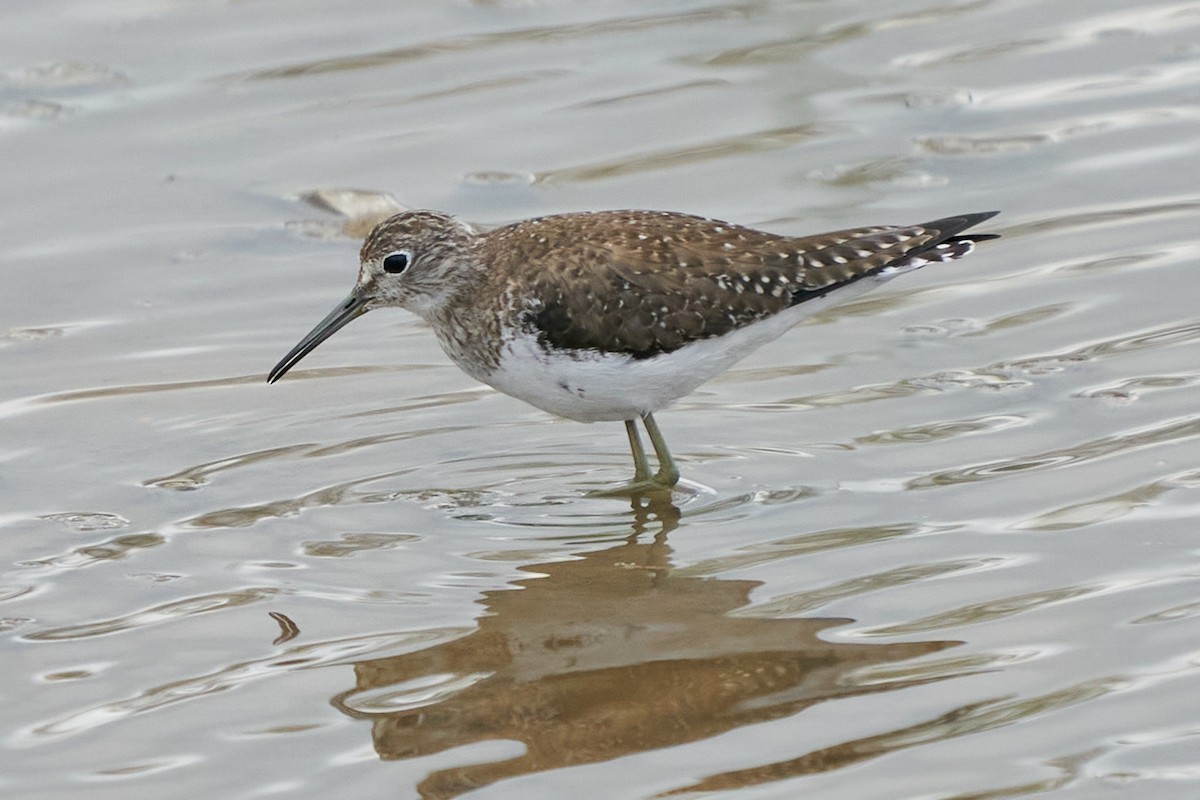 Solitary Sandpiper - ML632562528